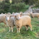 sheep resize blog