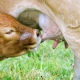 cow calf nursing