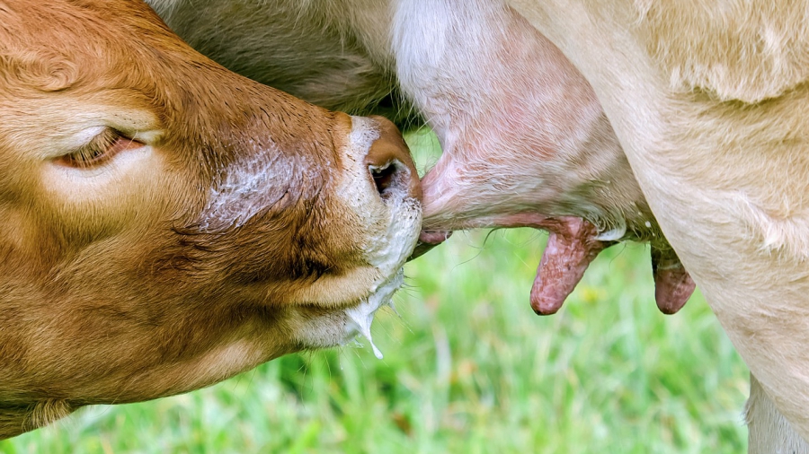 cow calf nursing