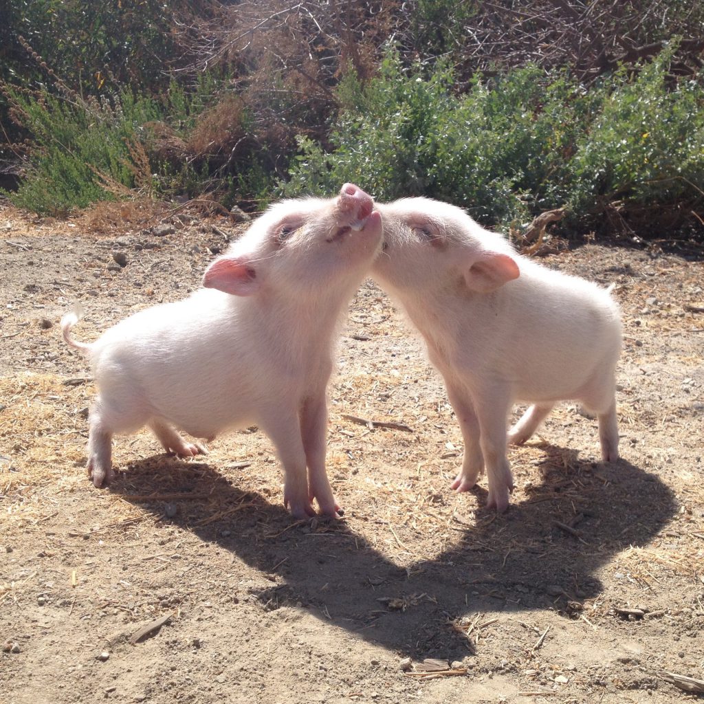 Найден поросенок. Козленок с хрюшкой. Schweinerei Spiel позиции свиней. Pearls for Pigs.